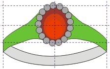 distribuir as circunferências